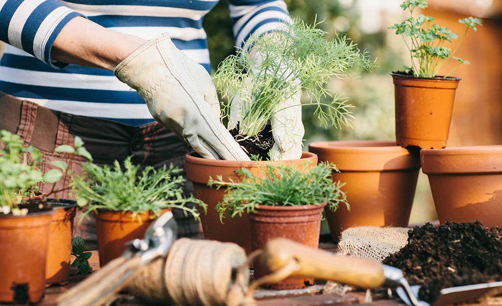 Gardener planting herbs in a terra cotta container.