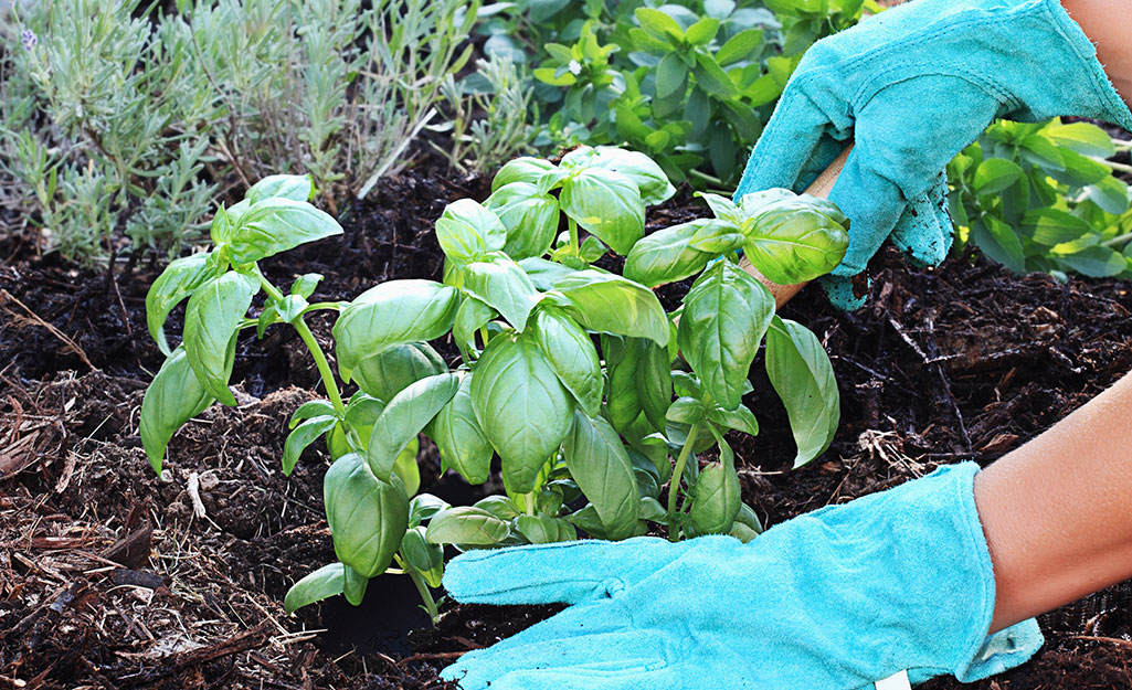 Gardener planting basil in the garden.