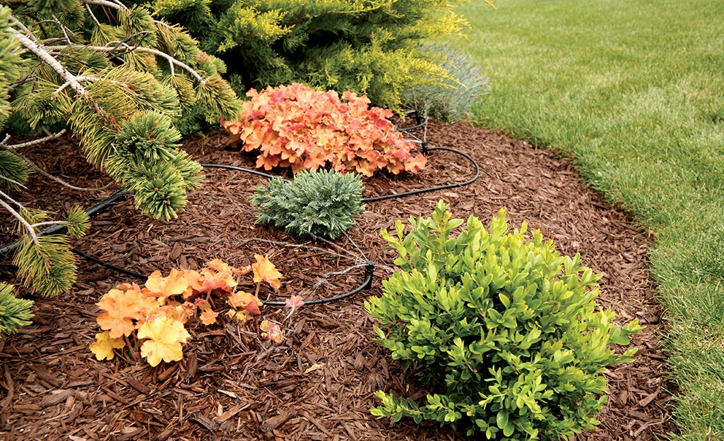 A drip irrigation hose watering a flower bed. A drip irrigation hose watering a flower bed.