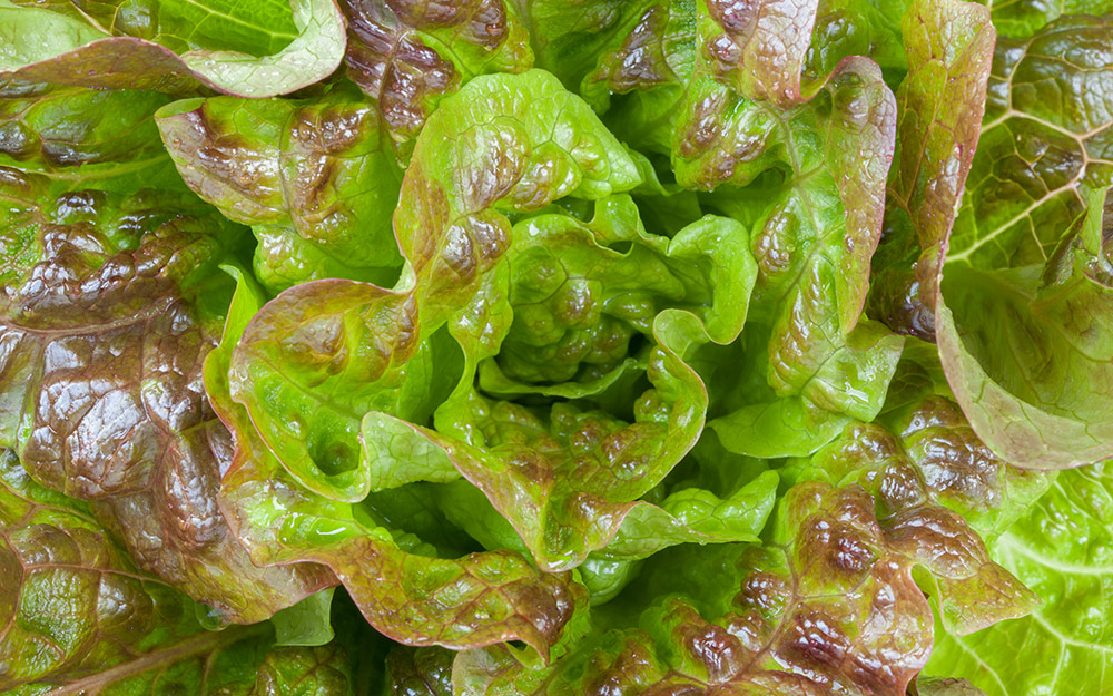 A head of summer crisp lettuce.