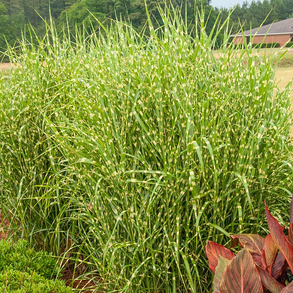 types of tall grasses