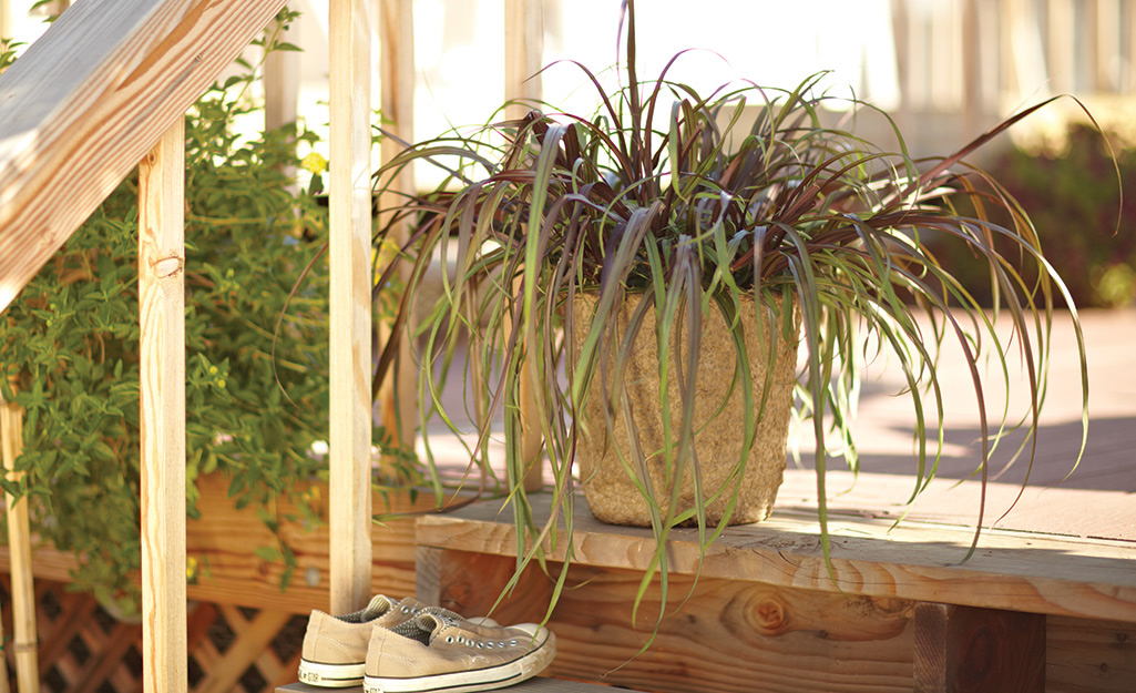 Ornamental grass in a container on a porch