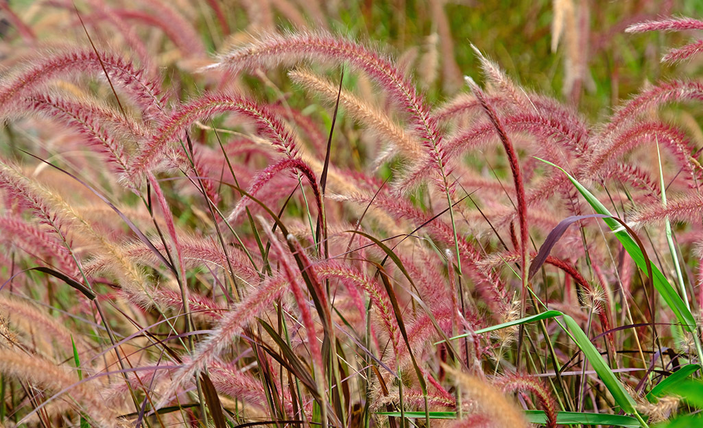 Closeup of Purple Fountain grass. 