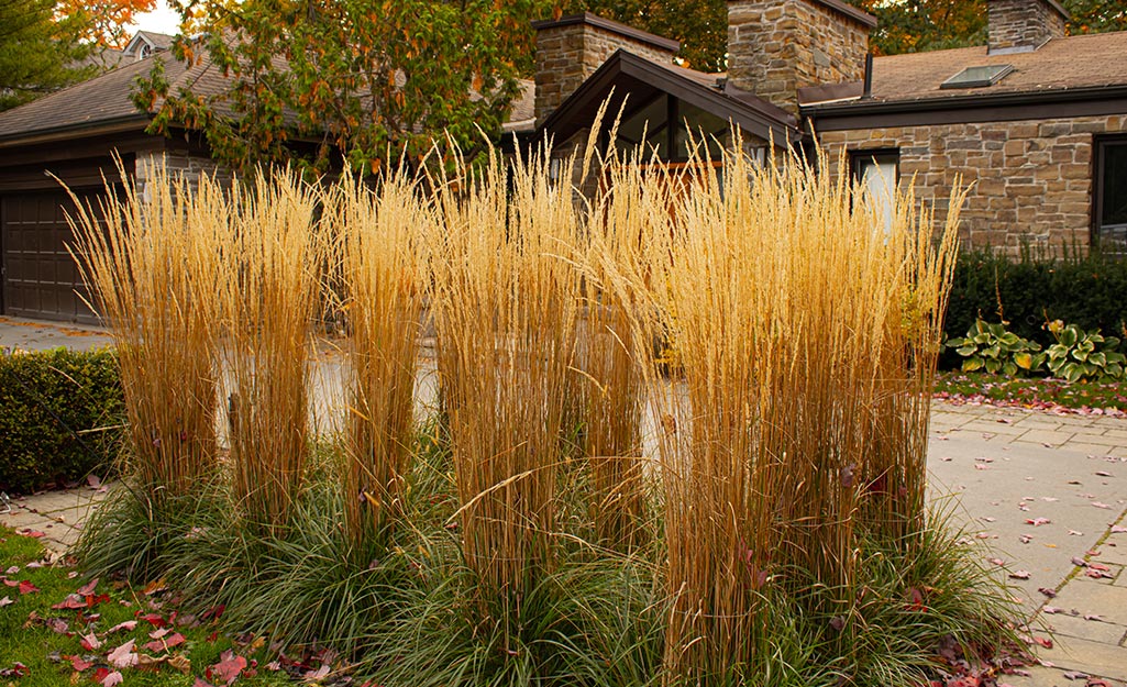 Feather reed grass in a home landscape.