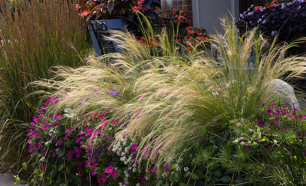 Mexican feather grass in a full garden. 