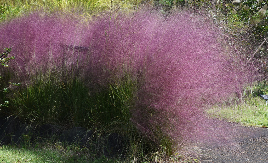 Pink Muhly grass blooming in an outdoor space.