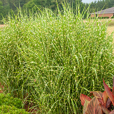 Types of Ornamental Grass
