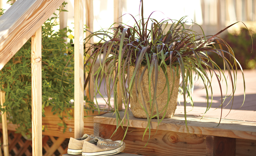 Ornamental grass in a container on a porch Ornamental grass in a container on a porch