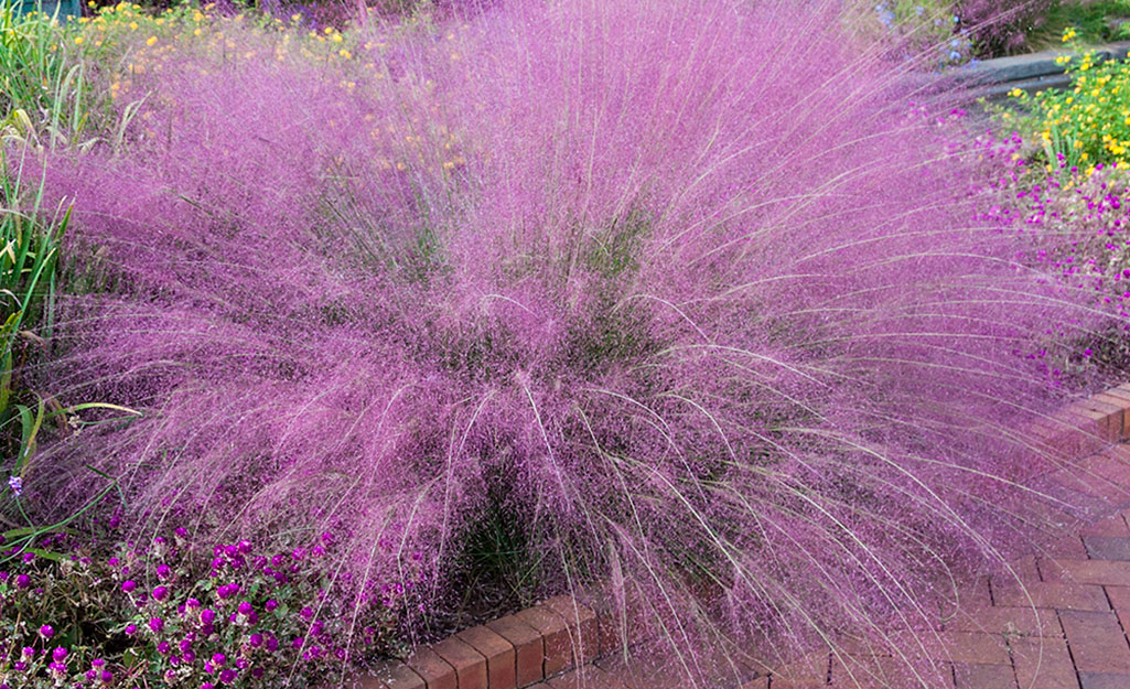 Types Of Ornamental Grass, Types Of Tall Grass For Landscaping