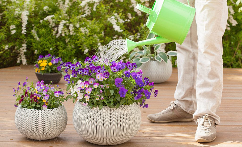A person uses a watering can to water purple flowers growing in a container.