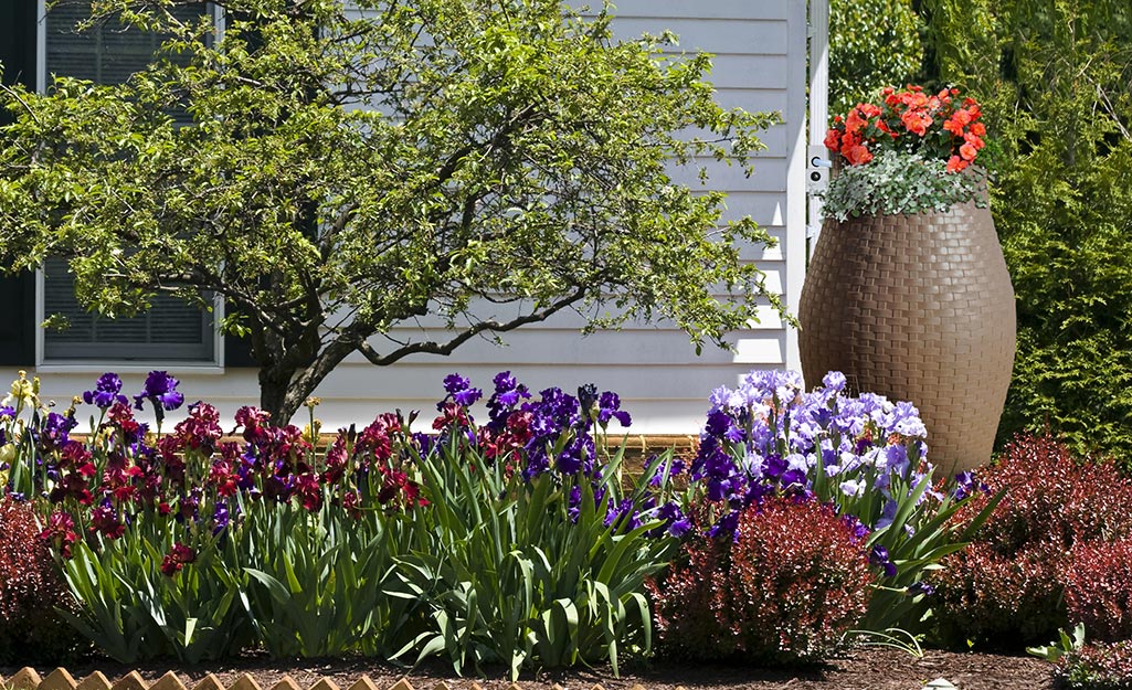 A brown rain barrel with orange flowers planted on top beside a white house and a flower bed.