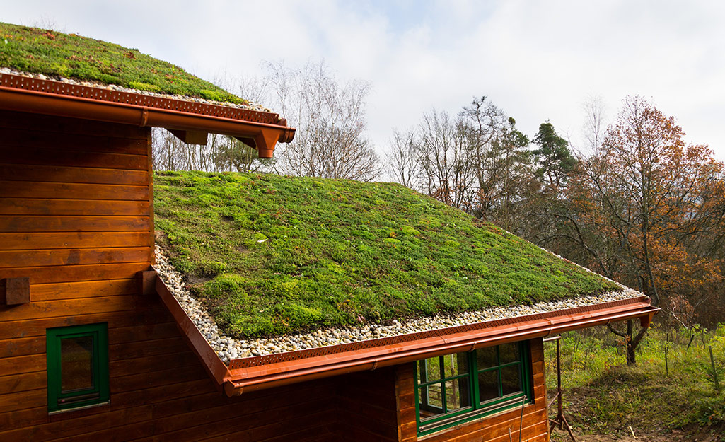 Green roofing on a residential building. 