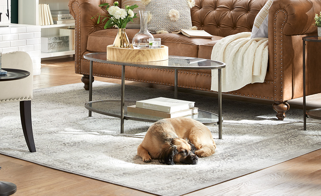 A dog lays on a gray distressed rug next to a glass coffee table and a brown leather sofa.