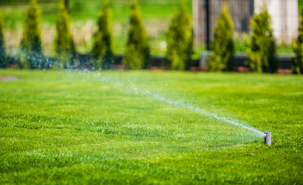 A sprinkler waters a bright green lawn grown from sod.