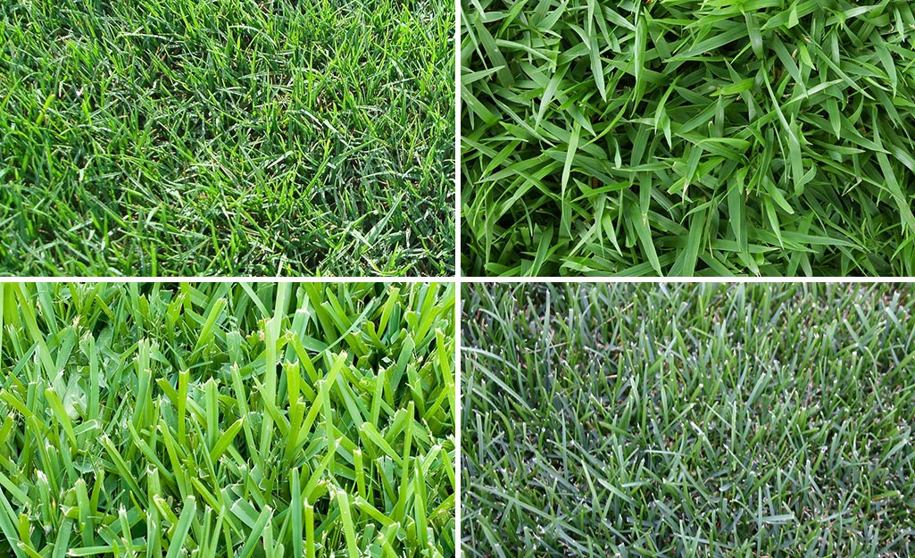 Four types of sod, clockwise from top left: Bermuda grass, centipede grass, blue grass, St. Augustine grass