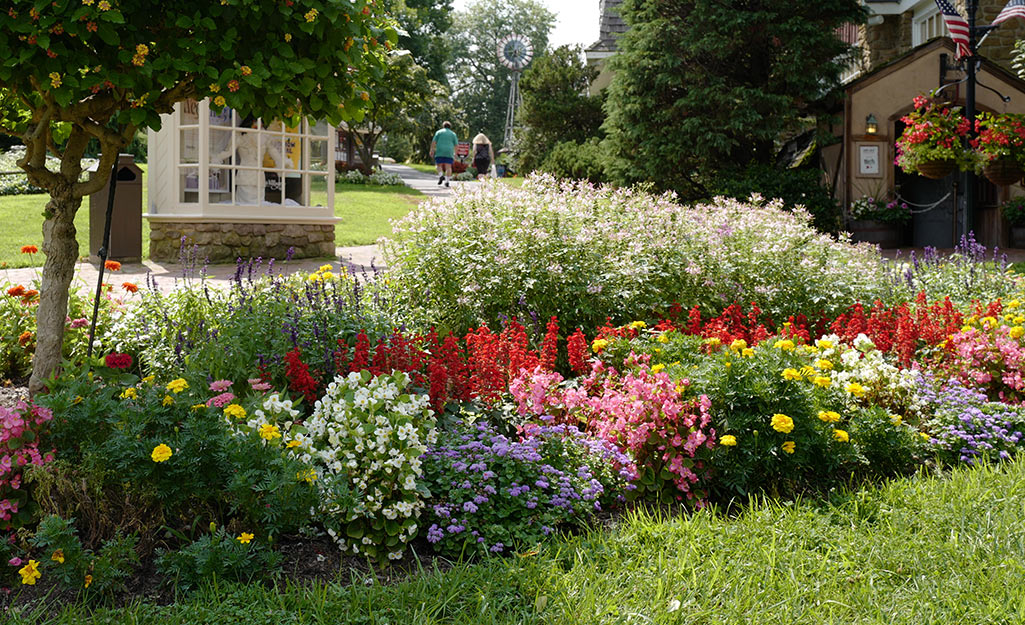 A large area of colorful, healthy flowers in bloom.