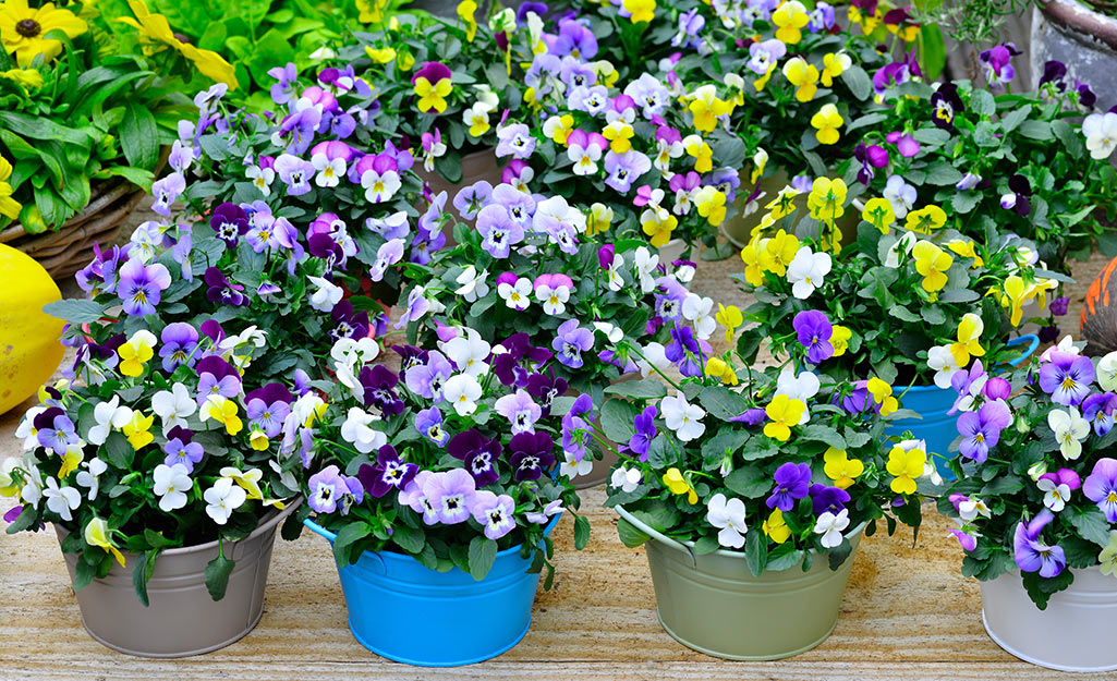 Pots of colorful pansies