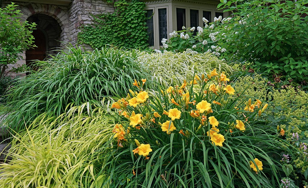 Yellow daylilies and ornamental grasses in a garden