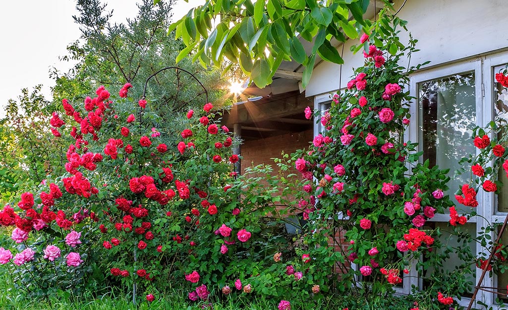 Red roses in a home garden