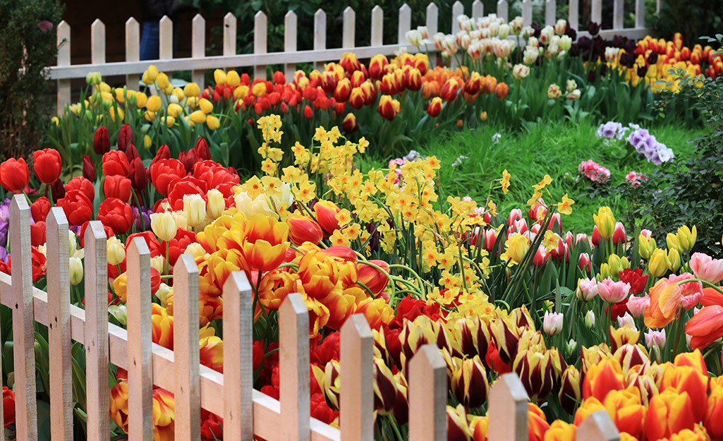 Red and yellow tulips by a white picket fence.