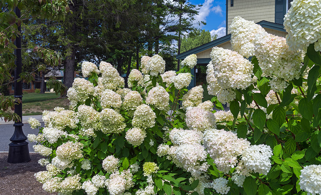White hydrangeas in a garden