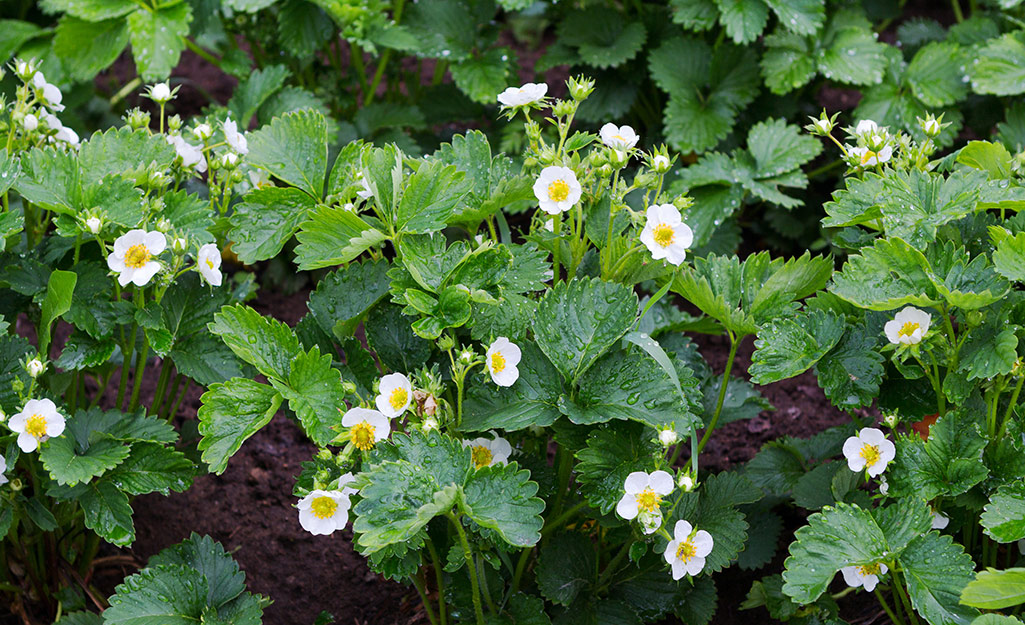 White blooms on strawberry plants