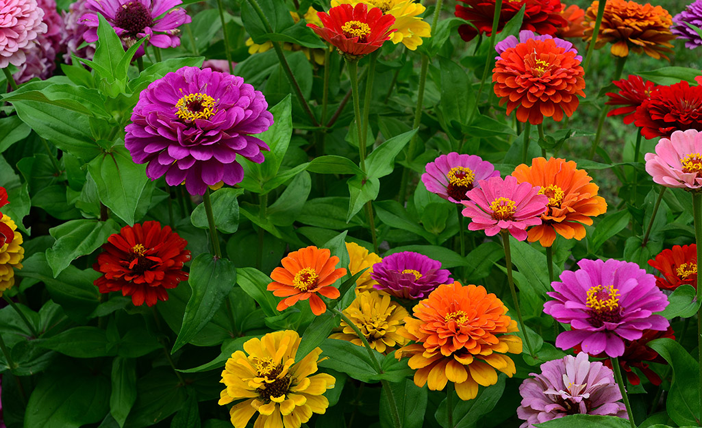 Types Of Spring Flowers The Home Depot