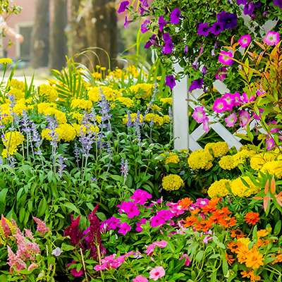 Plants Garden Flowers The Home Depot