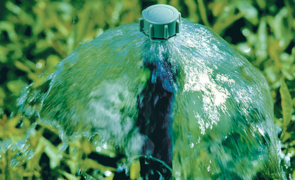 A flood style sprinkler head delivers water in a yard.