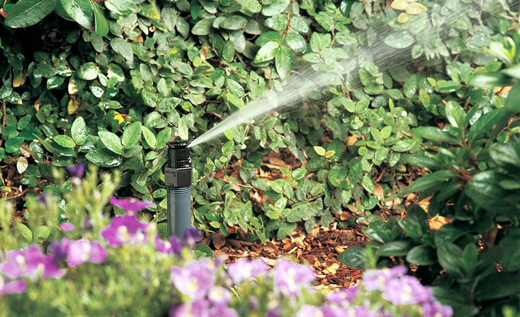 A shrub sprinkler head sprays water on shrubbery.