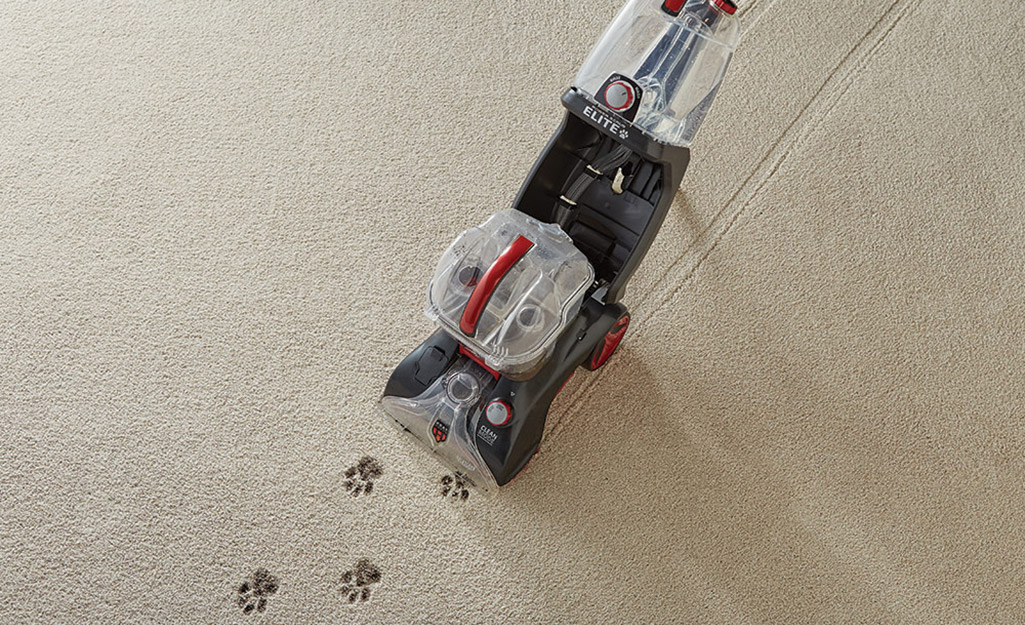 A carpet cleaner being pushed along the carpet to clean up muddy pawprints.