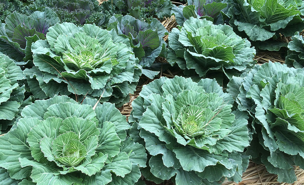 Collards grow in a vegetable garden.