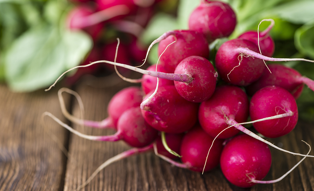 A bunch of radishes lays on a table.