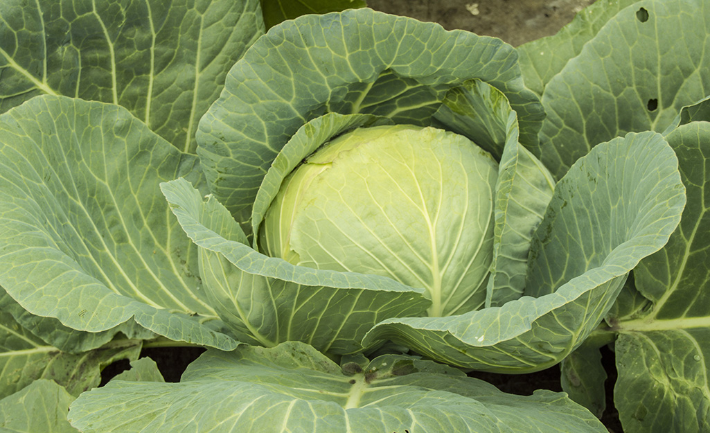 A head of green cabbage grows in a garden.