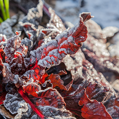 Frost covers the leaves of a red chard plant.