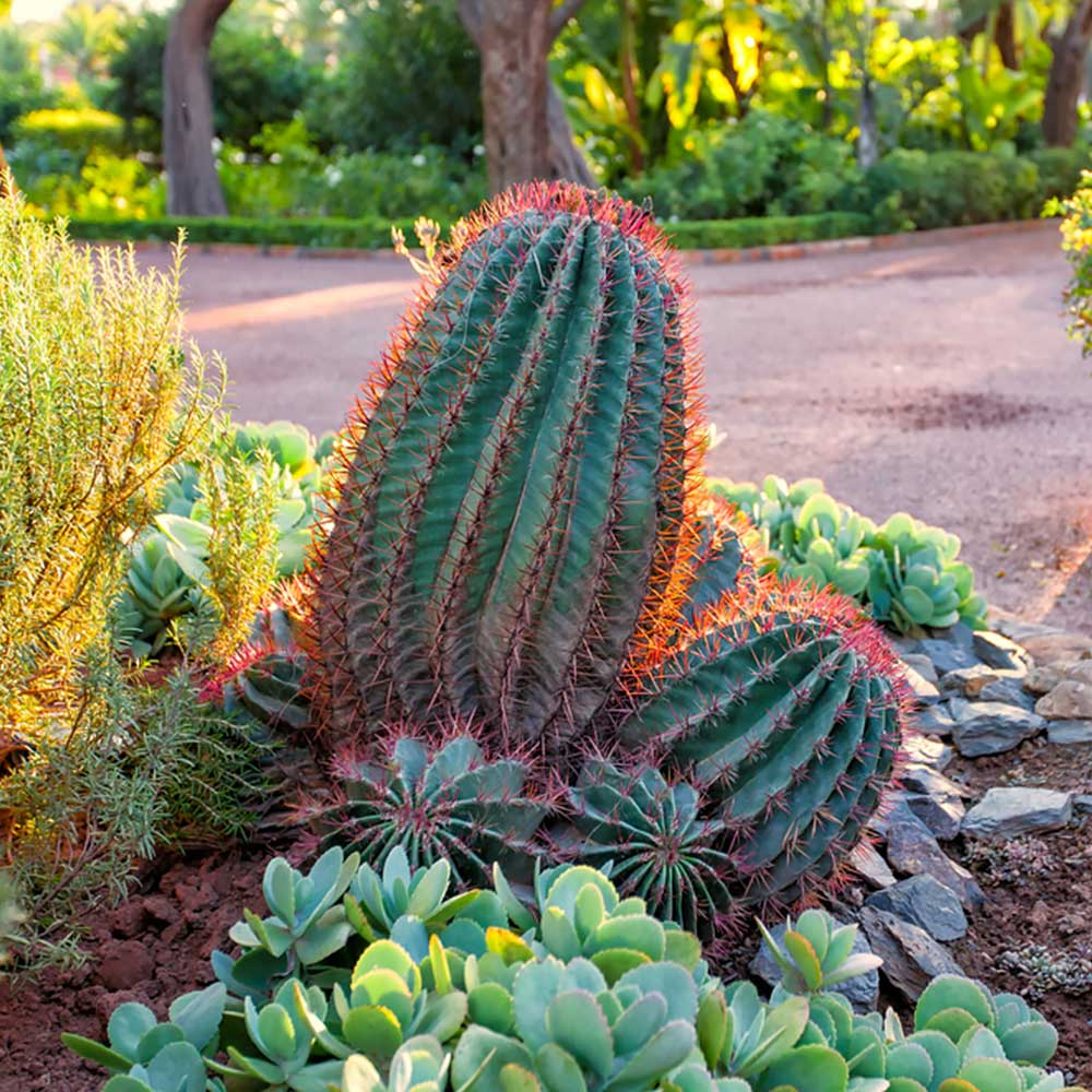 WaterWise Plant Choices The Home Depot