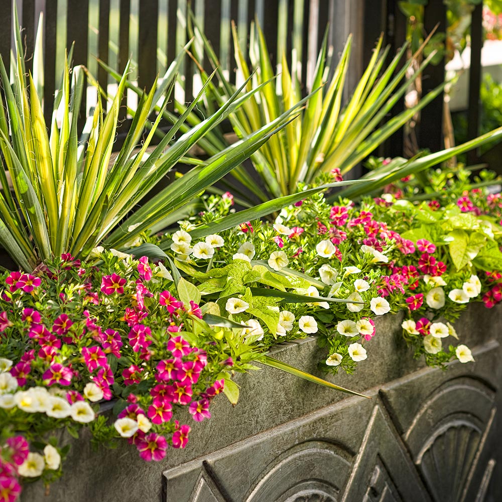 What Makes a Great Plant Better for Your Garden - The Home Depot