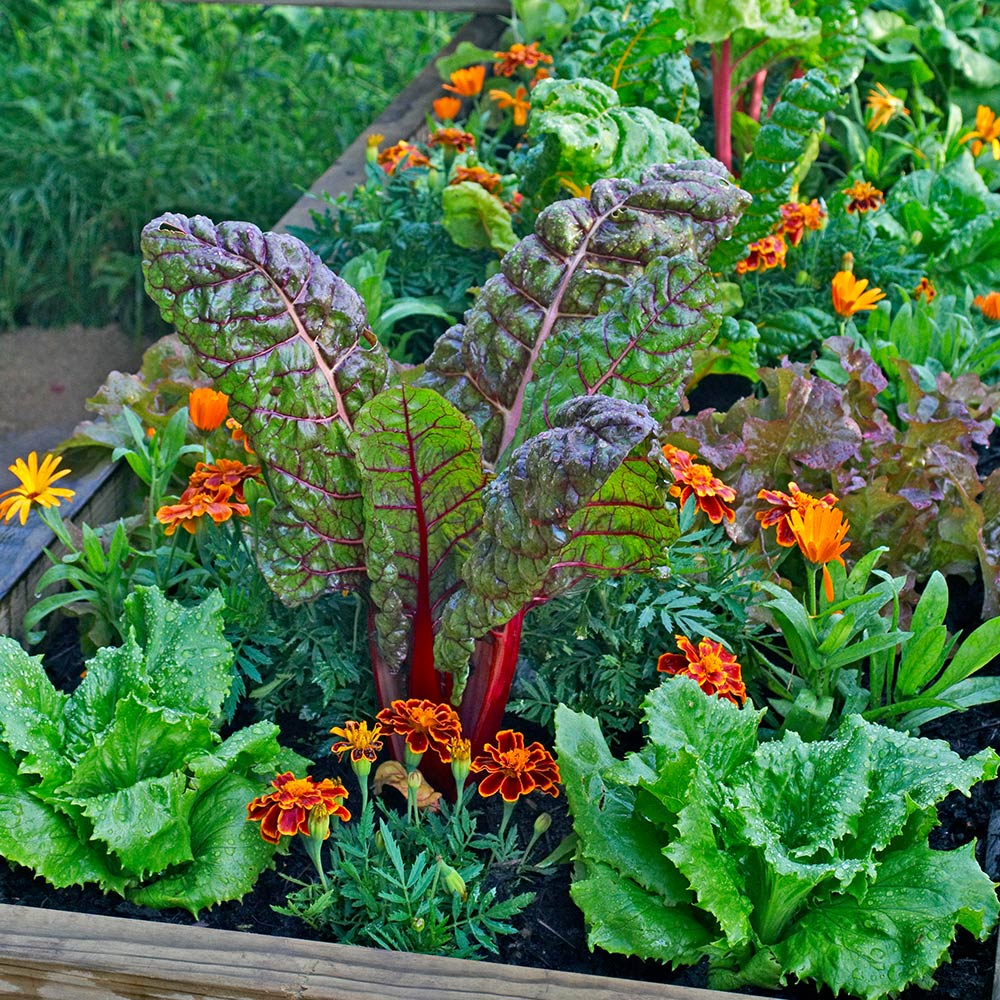 A variety of fall vegetables in a raised bed