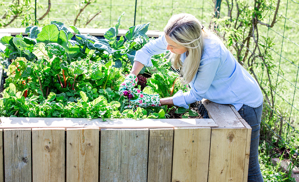 A gardener planting fall vegetables in a raised garden bed.