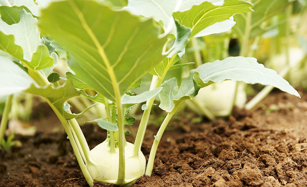 Plant These Vegetables in Your Fall Garden - The Home Depot