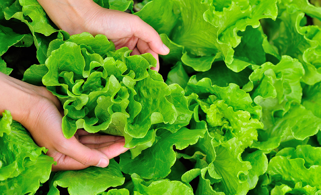 A person cupping leaf lettuce from a garden in their hands.
