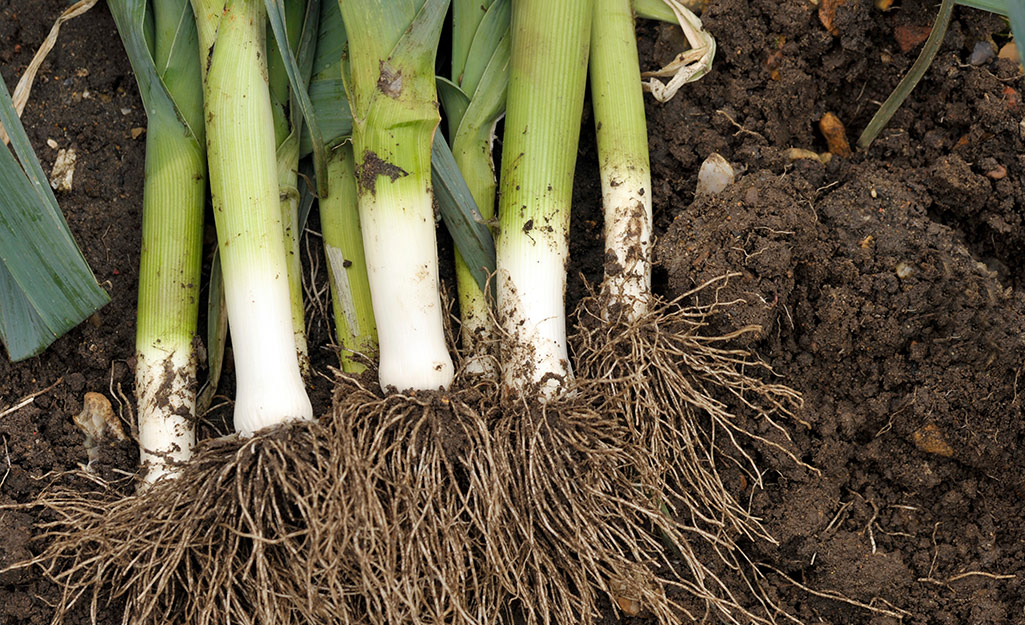 Plant These Vegetables in Your Fall Garden - The Home Depot