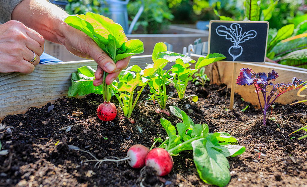 The 14 Fastest Growing Vegetables to Add to Your Edible Garden