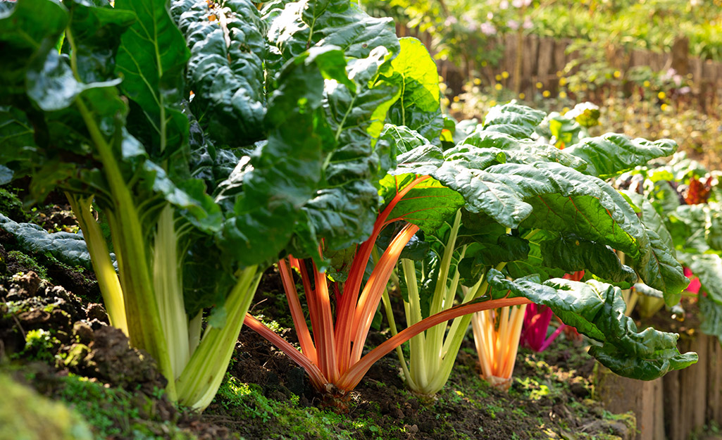 Plant These Vegetables in Your Fall Garden - The Home Depot