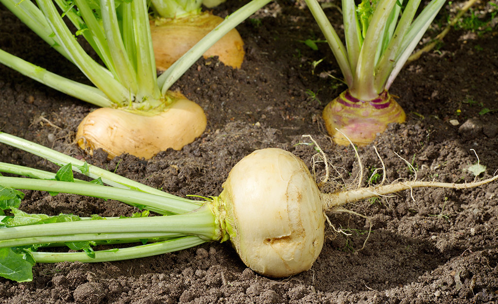 Turnips in a garden.