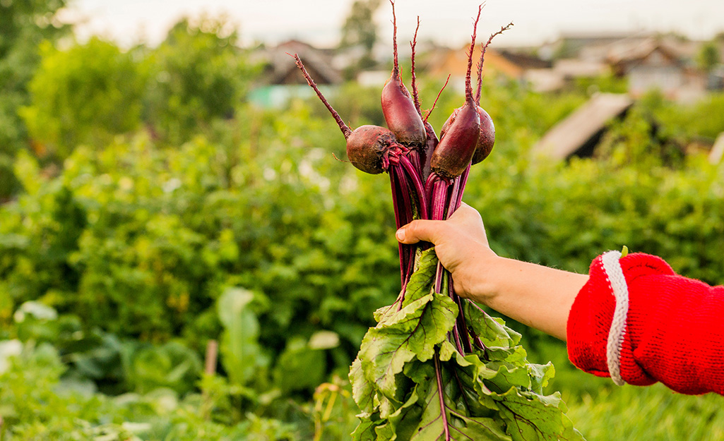 Plant These Vegetables in Your Fall Garden - The Home Depot