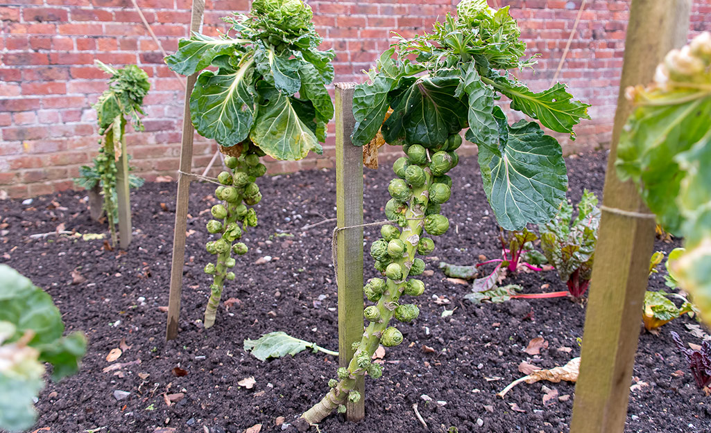 Brussels sprouts plants in a garden on stakes.