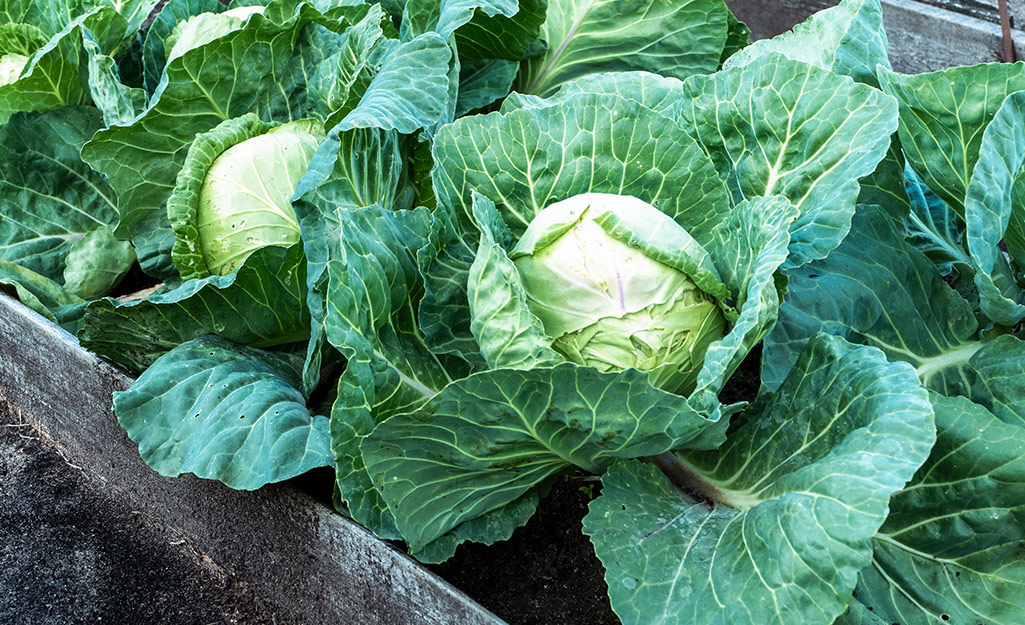 Plant These Vegetables in Your Fall Garden - The Home Depot