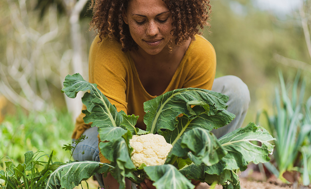 A woman harvesting cauliflower plants in a garden.