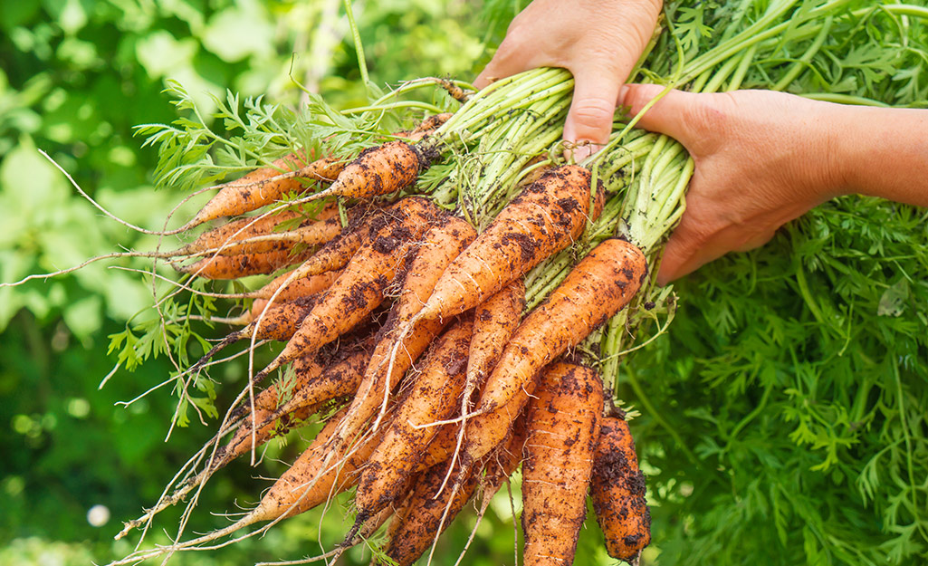 A person holding a bundle of recently harvested carrots.